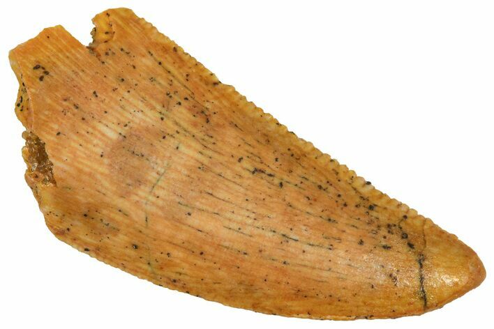 Serrated Raptor Tooth - Real Dinosaur Tooth #371431